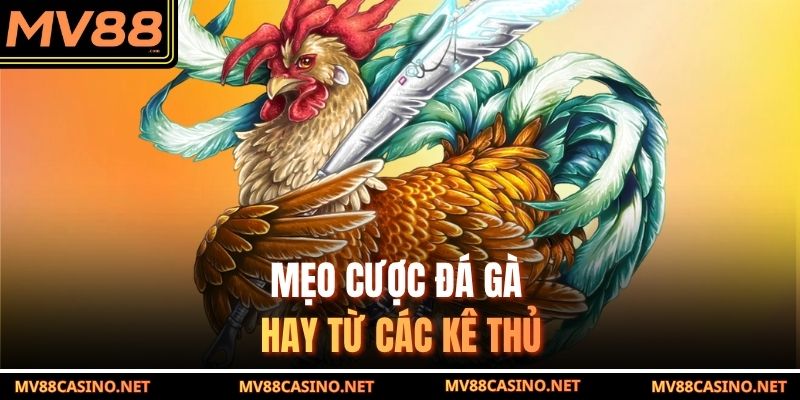 Mẹo cược đá gà cựa dao hay từ các kê thủ Mẹo cược đá gà cựa dao hay từ các kê thủ