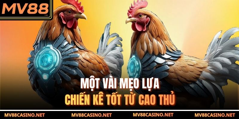 Một vài mẹo lựa chiến kê tốt từ cao thủ đá gà cựa sắt Một vài mẹo lựa chiến kê tốt từ cao thủ đá gà cựa sắt